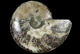 Cut Ammonite Fossil (Half) - Agatized #97762-1